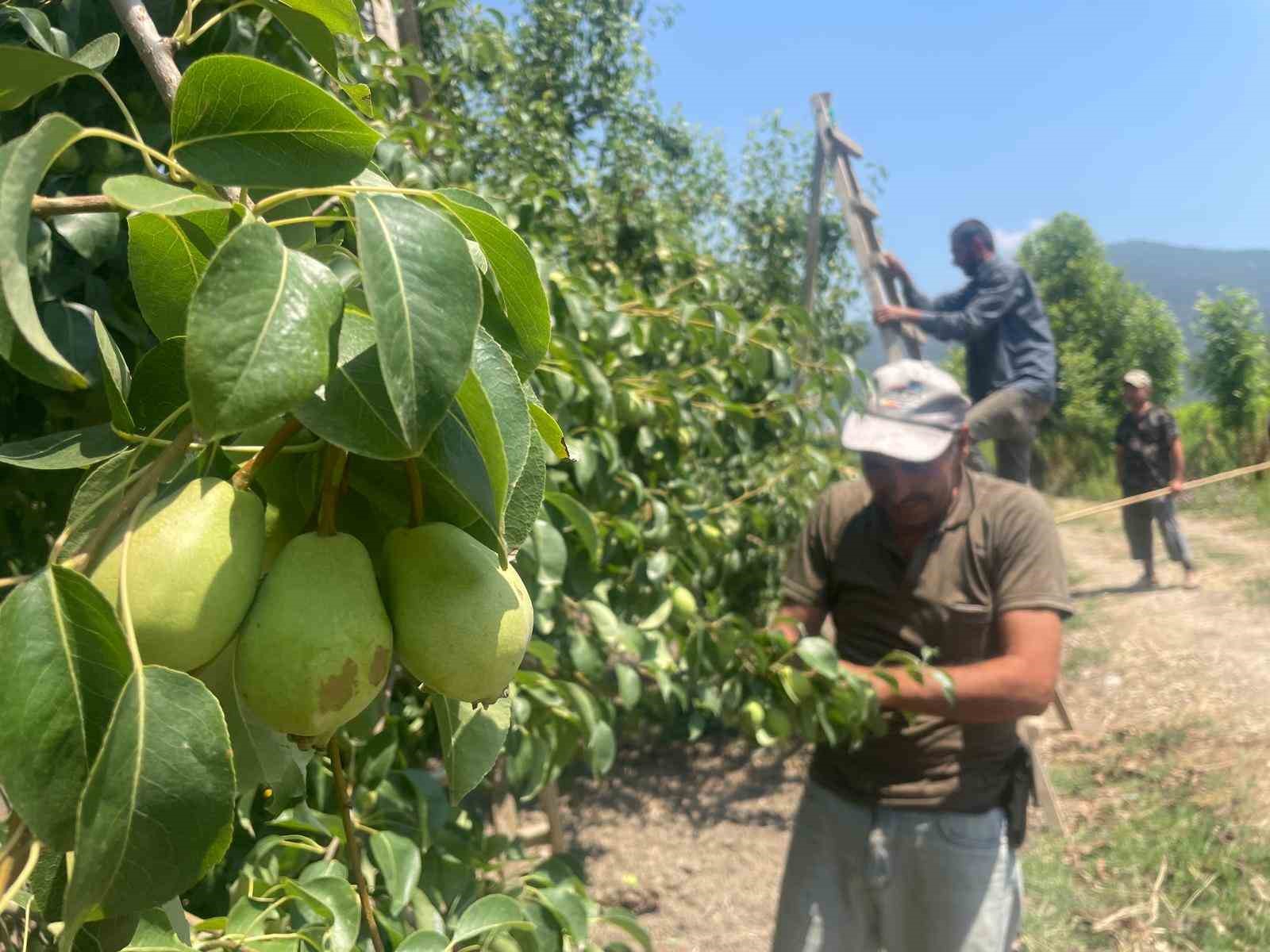 Daha kaliteli meyve için tonlarca armut ve şeftali gözden çıkarılıyor