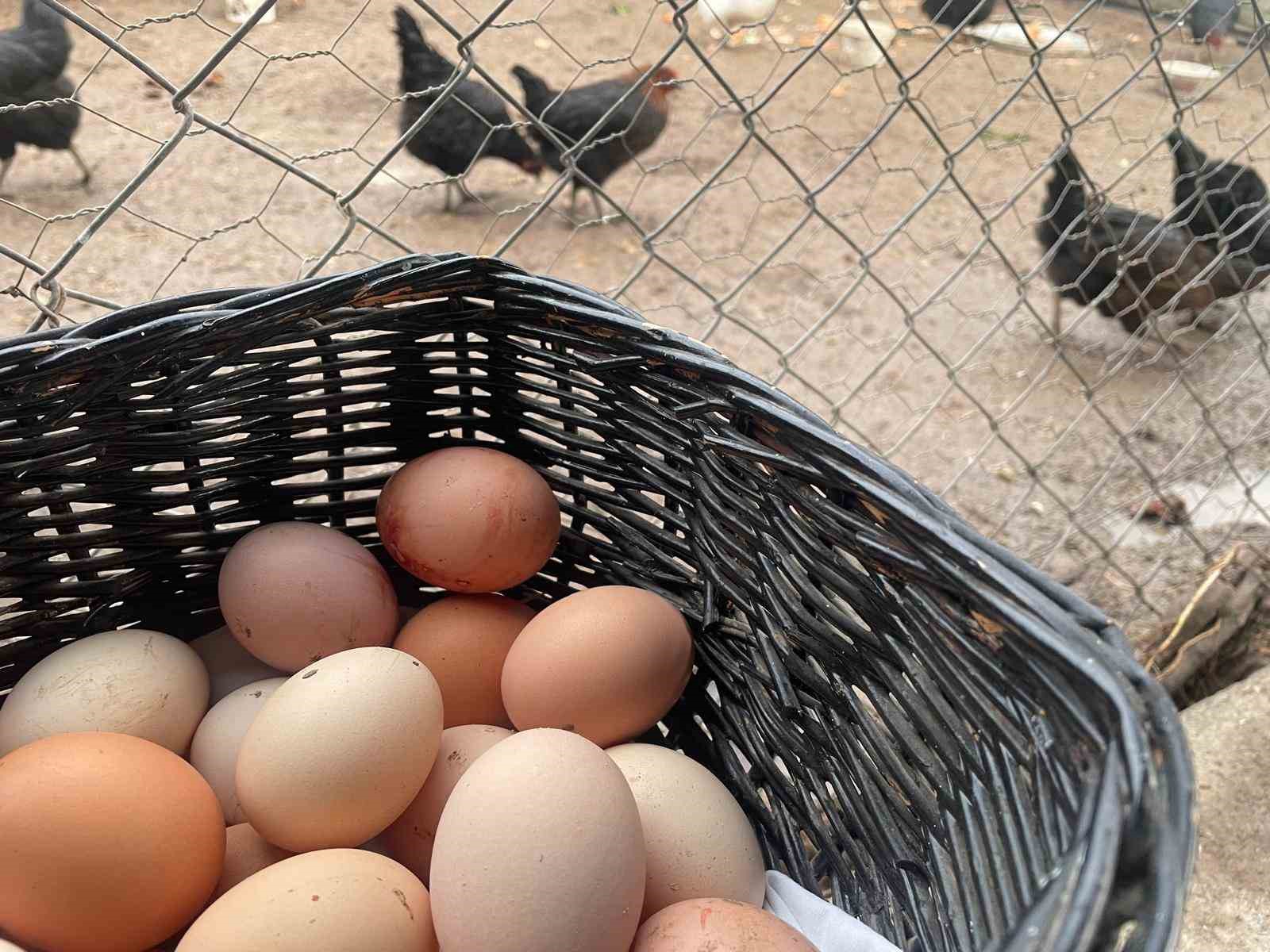 Fiyatı uçuyor çünkü yumurta üretimi 6 ayda 330 milyon adet azaldı